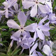 Phlox div. 'Clouds of Perfume' GM P9 BIO