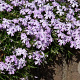 Phlox (S) 'Emerald Cushion Blue' GM P9 BIO