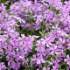 Phlox (S) 'Moerheimii' GM P9 BIO