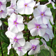 Phlox (M) 'Omega' GM P9 BIO