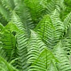 Polystichum set. 'Herrenhausen' GM P9 BIO