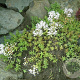 Sedum album GM P9 BIO
