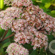 Sedum 'Joyce Henderson' GM P9 BIO