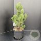 Pinus heldreichii 'Satellit' 40-50 cm 5,0L
