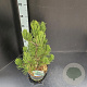 Pinus heldreichii 'Satellit' 40-50 cm 5,0L