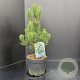 Pinus heldreichii 'Satellit' 40-50 cm 5,0L