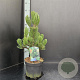 Pinus heldreichii 'Satellit' 40-50 cm 5,0L