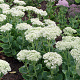 Sedum spectabile 'Stardust' GM P9 BIO