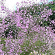 Thalictrum del. 'Hewitt's Double' GM P9 BIO