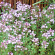 Thymus v. 'Compactus' GM P9 BIO