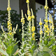 Verbascum thapsus GM P9 BIO