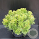 Pinus mugo 50-60 cm 10L