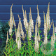 Veronicastrum virg. 'Album' GM P9 BIO