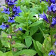 Lobelia siphilitica GM P9 BIO