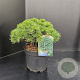 Pinus mugo 'Alpenzwerg' 20-25 cm 5,0L