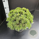 Pinus mugo 'Alpenzwerg' 20-25 cm 5,0L