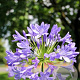 Agapanthus 'Sunfield' 40-50 cm 7,5L
