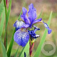 Iris sib. 'Blue King' GM P9 BIO