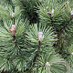 Pinus mugo 'Columbo' 40-50 cm 5,0L