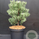 Pinus mugo 'Columbo' 40-50 cm 7,5L