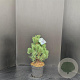 Pinus mugo 'Columbo' 50-60 cm 7,5L