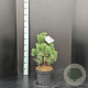 Pinus mugo 'Columbo' 50-60 cm 7,5L