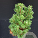 Pinus mugo 'Gnom' 30-40 cm 5,0L