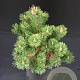 Pinus mugo 'Gnom' 30-40 cm 5,0L