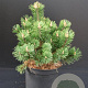 Pinus mugo 'Gnom' 30-40 cm 5,0L