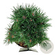 Pinus mugo 'Heideperle' 20-25 cm 5,0L