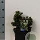 Pinus mugo 'Humpy' 20-25 cm 5,0L