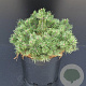 Pinus mugo 'Humpy' 25-30 cm 5,0L