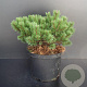 Pinus mugo 'Klosterkötter' 25-30 cm 5,0L