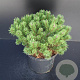Pinus mugo 'Klosterkötter' 25-30 cm 5,0L