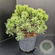 Pinus mugo 'Mops' 30-40 cm 7,5L