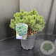 Pinus mugo 'Mops' 30-40 cm 7,5L