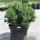 Pinus mugo 'Mops' 30-40 cm 7,5L
