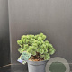 Pinus mugo 'Mops' 30-40 cm 7,5L