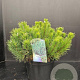 Pinus mugo mugo 50-60 cm 10L