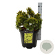 Pinus mugo 'Mumpitz' 25-30 cm 5,0L