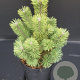 Pinus mugo 'Mumpitz' 30-40 cm 5,0L