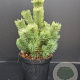 Pinus mugo 'Mumpitz' 30-40 cm 5,0L
