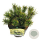Pinus mugo 'Ophir' 20-25 cm 5,0L
