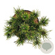 Pinus mugo 'Ophir' 20-25 cm 5,0L