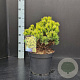 Pinus mugo 'Ophir' 30-40 cm 7,5L