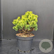 Pinus mugo 'Ophir' 30-40 cm 7,5L