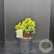 Pinus mugo 'Ophir' 30-40 cm 7,5L