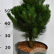 Pinus mugo 'Rigi' 50-60 cm 7,5L