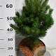 Pinus mugo 'Rigi' 50-60 cm 7,5L