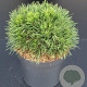 Pinus mugo 'Varella' 25-30 cm 5,0L